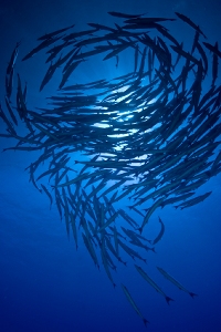 School of barracuda circling underwater