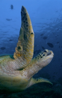 Green turtle swimming in blue water off Mabul Island